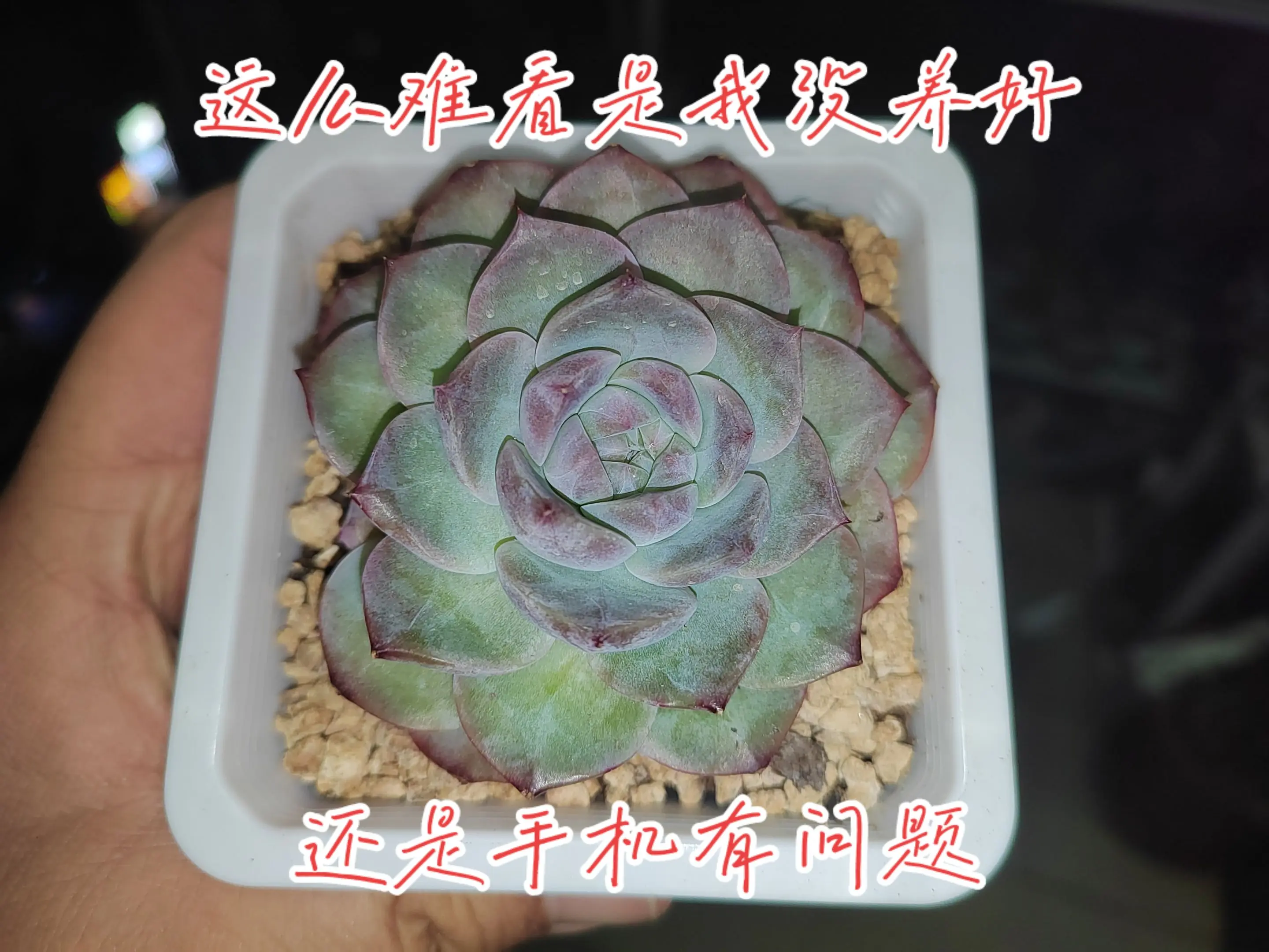 为何我的多肉拍出来这么难看？