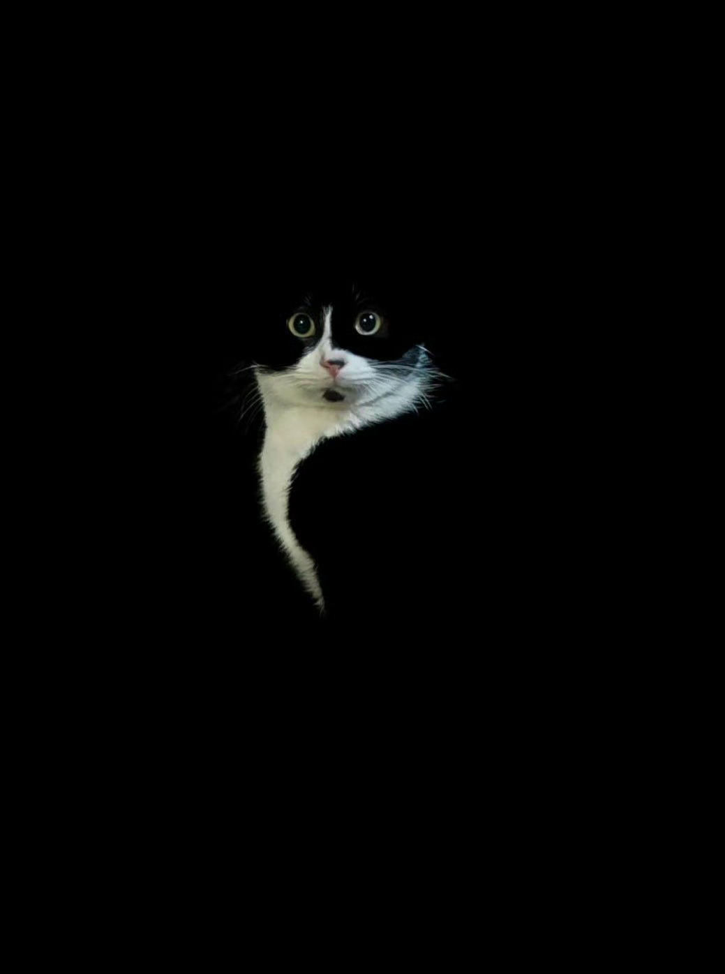 【奶牛猫】一张正经写真 