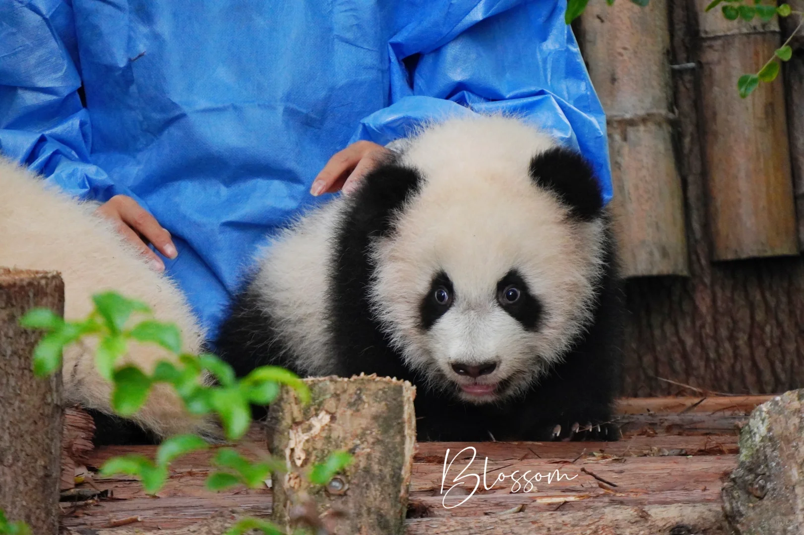 241015 月亮小崽，目前四个里面最浓颜最凶