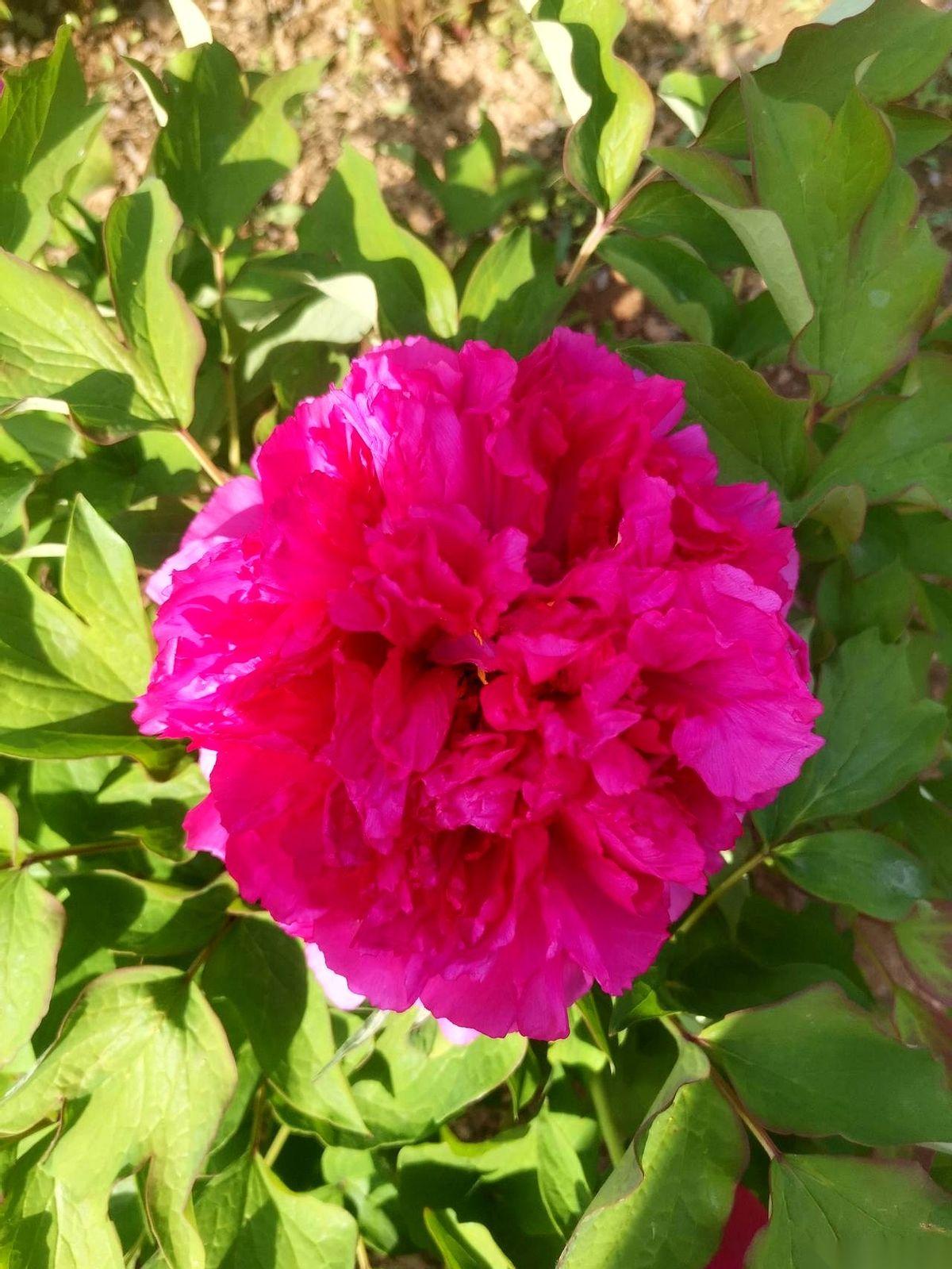 老丈公一咬牙，弯下腰，一把将疼得直翻白眼的小儿媳妇打横抱起，憋着粗气就往大门外冲