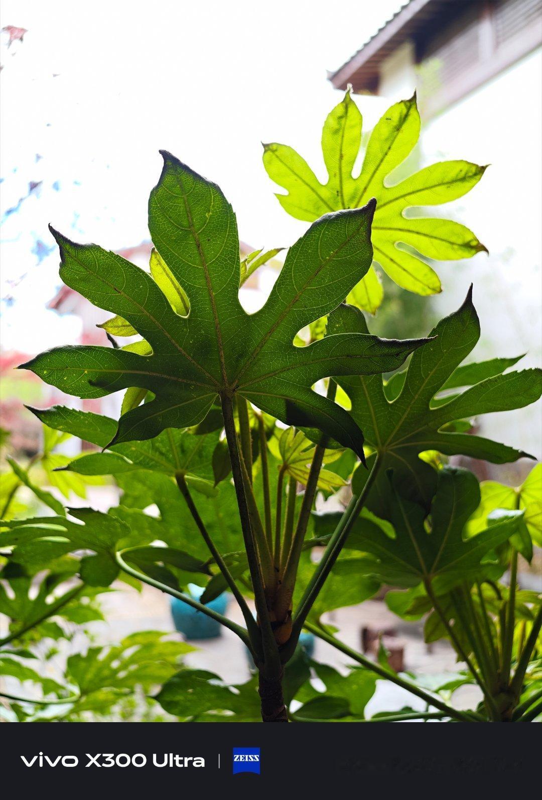 早！图一是我看见的，图二是拍到的