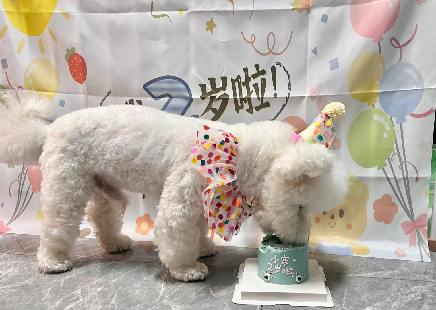 快来祝这只小狗2岁生日快乐！