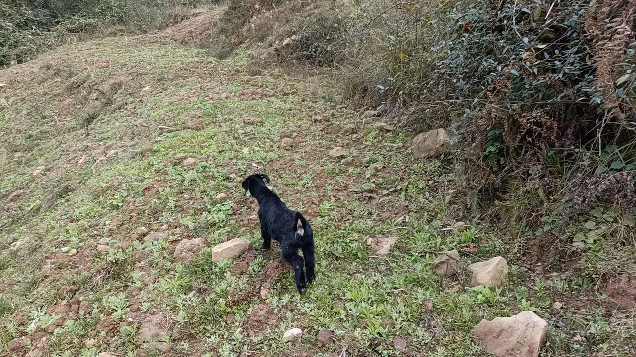 昨晚正在外面吃饭，队长说明天二娃杀牛。因为前几天他不见了一头半大牛，找了几天没找