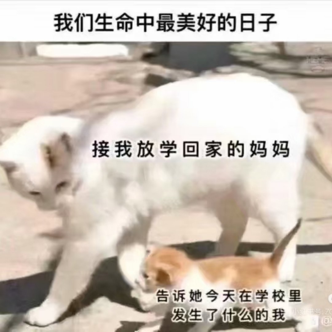 羊羊放学be like：杨博文周扬