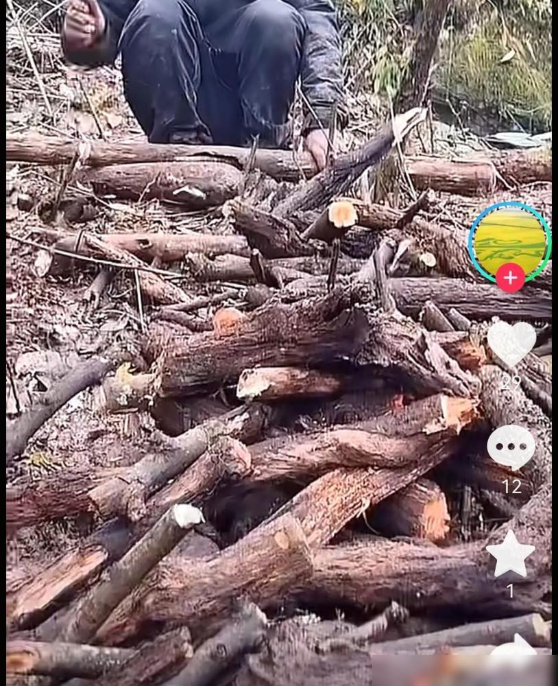 柴火不够，退赛就是今晚的事。最近追这户外生存赛，看得人直揪心。七星山拾柴区突然缩