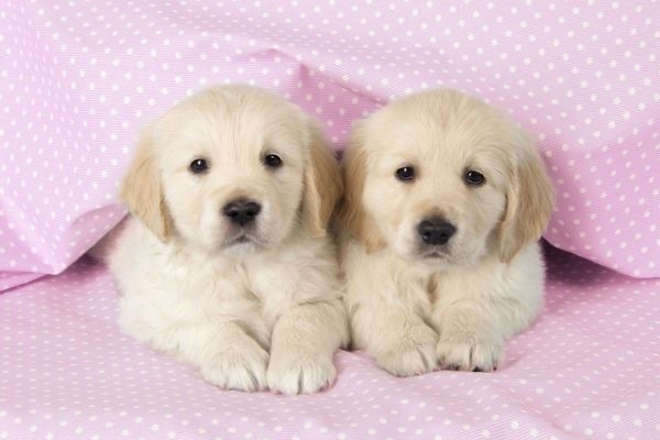 古早小狗图🐾🐶 
