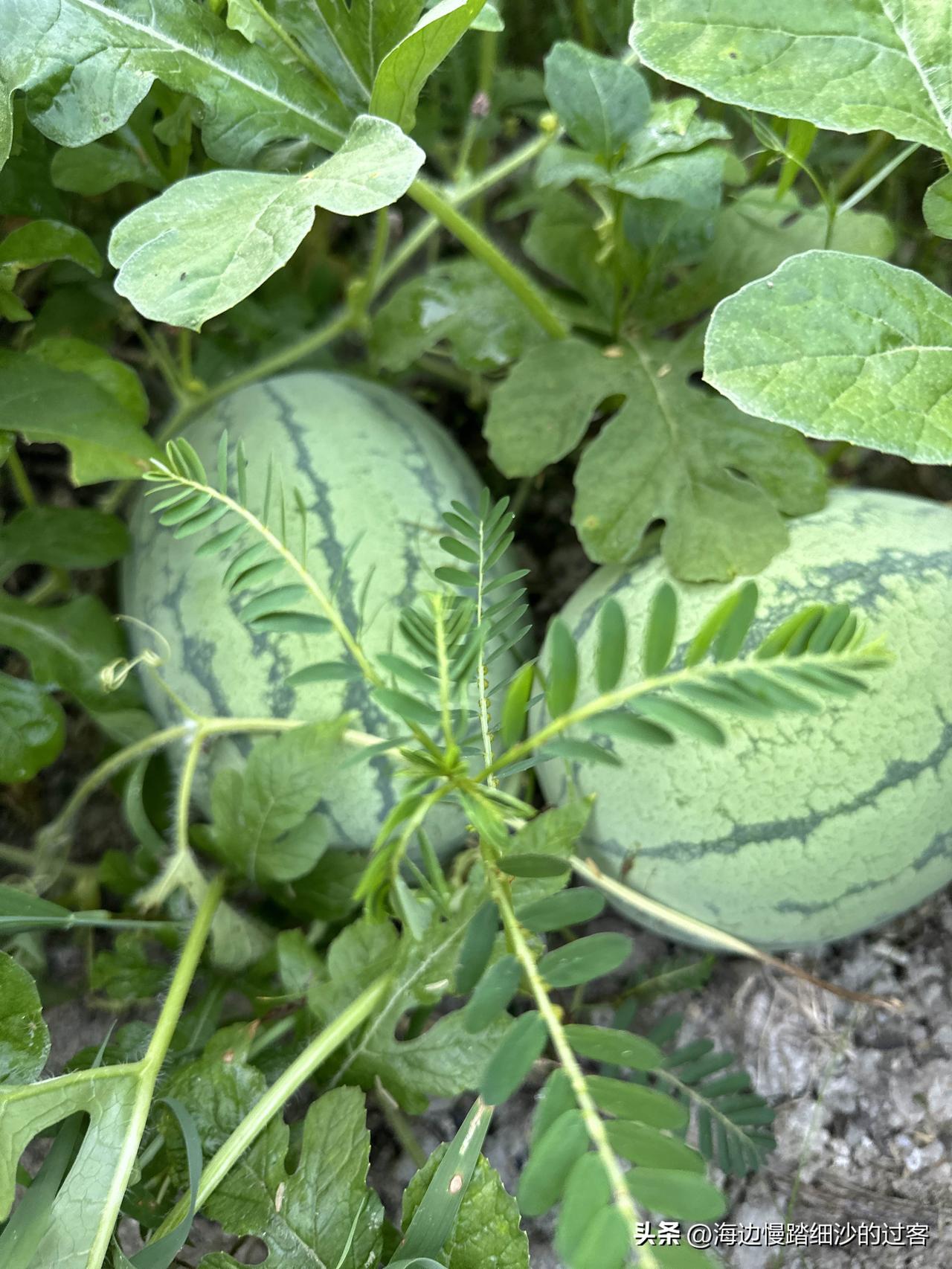 久病床前无孝子，但是久病床前有孙媳妇儿。俺奶奶95岁去世前两个儿子都不管，都是我