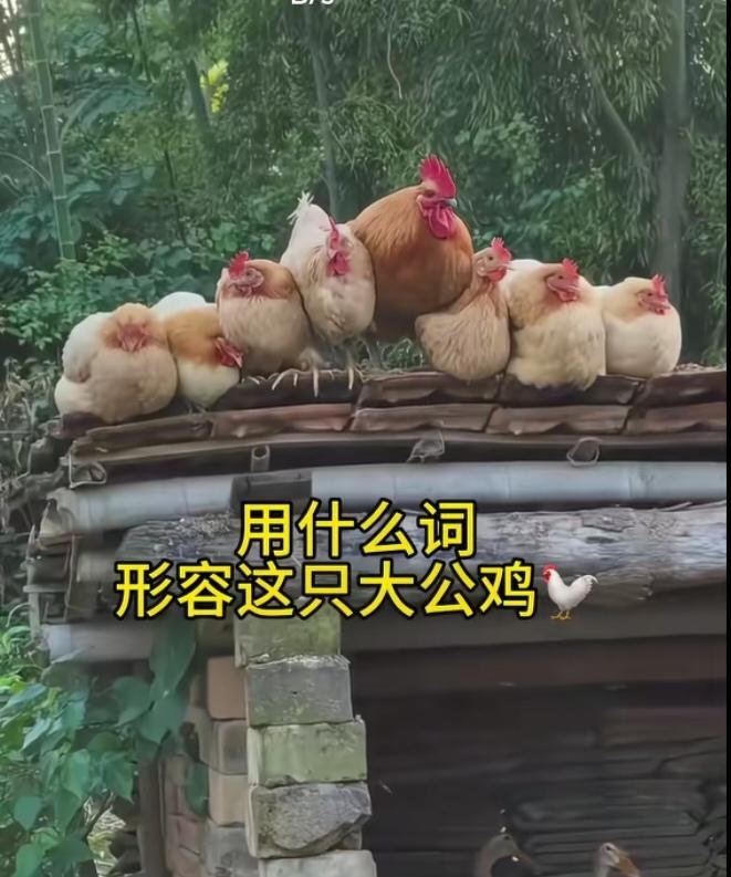 〔欣赏图片〕
一个公鸡就是棒呀，
妻妾成群来报到啊；
古有皇帝三宫六院；
今有公