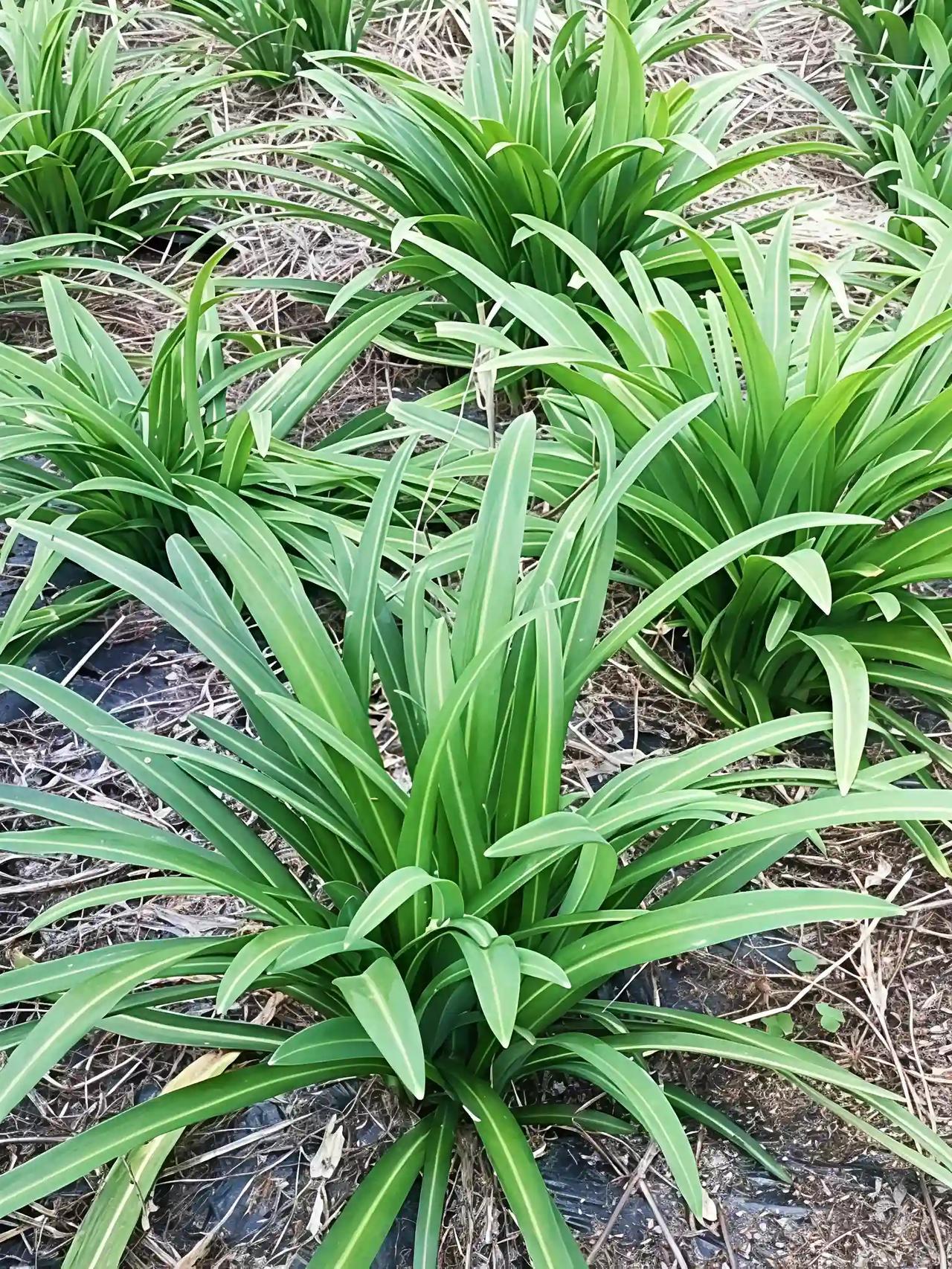 小时候家里面园子里的韭菜，这个味道才是正宗，大家以前家里的韭菜有这种同款的吗？那