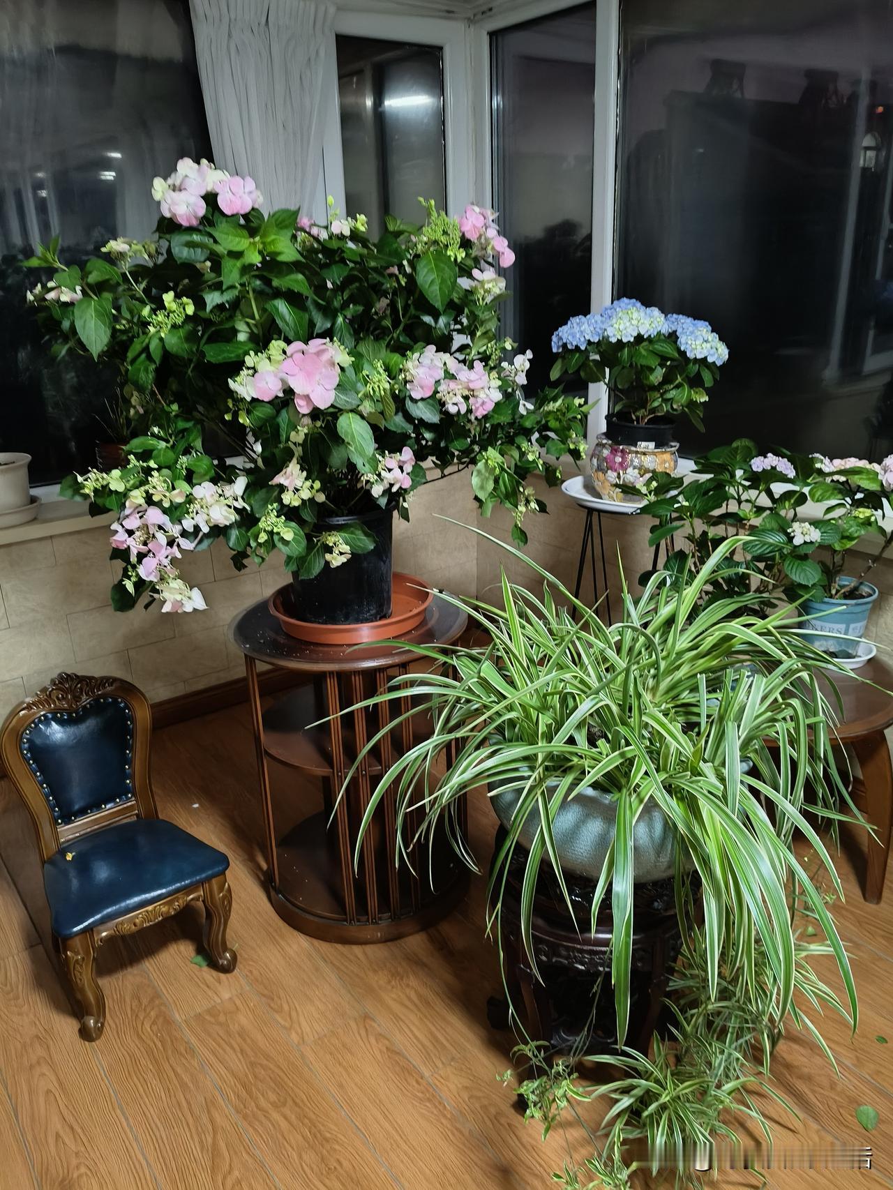 今天，从浙江运来了两盆能够爬藤的绣球花，而且还是进口改良品种。此前就听闻爬藤绣球