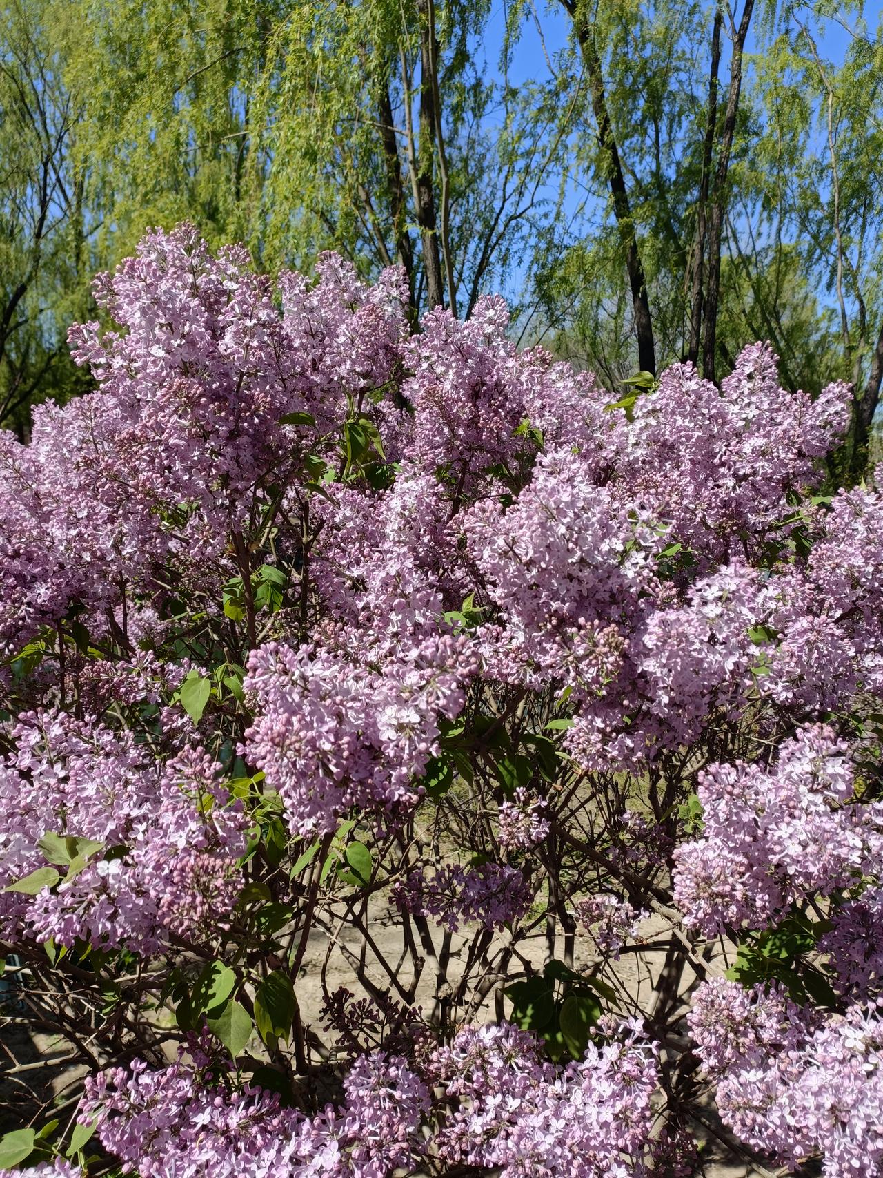 简单着活着比什么都好，看山看水看花草，越看越开心，清茶淡饭比啥健康，只要心中不装