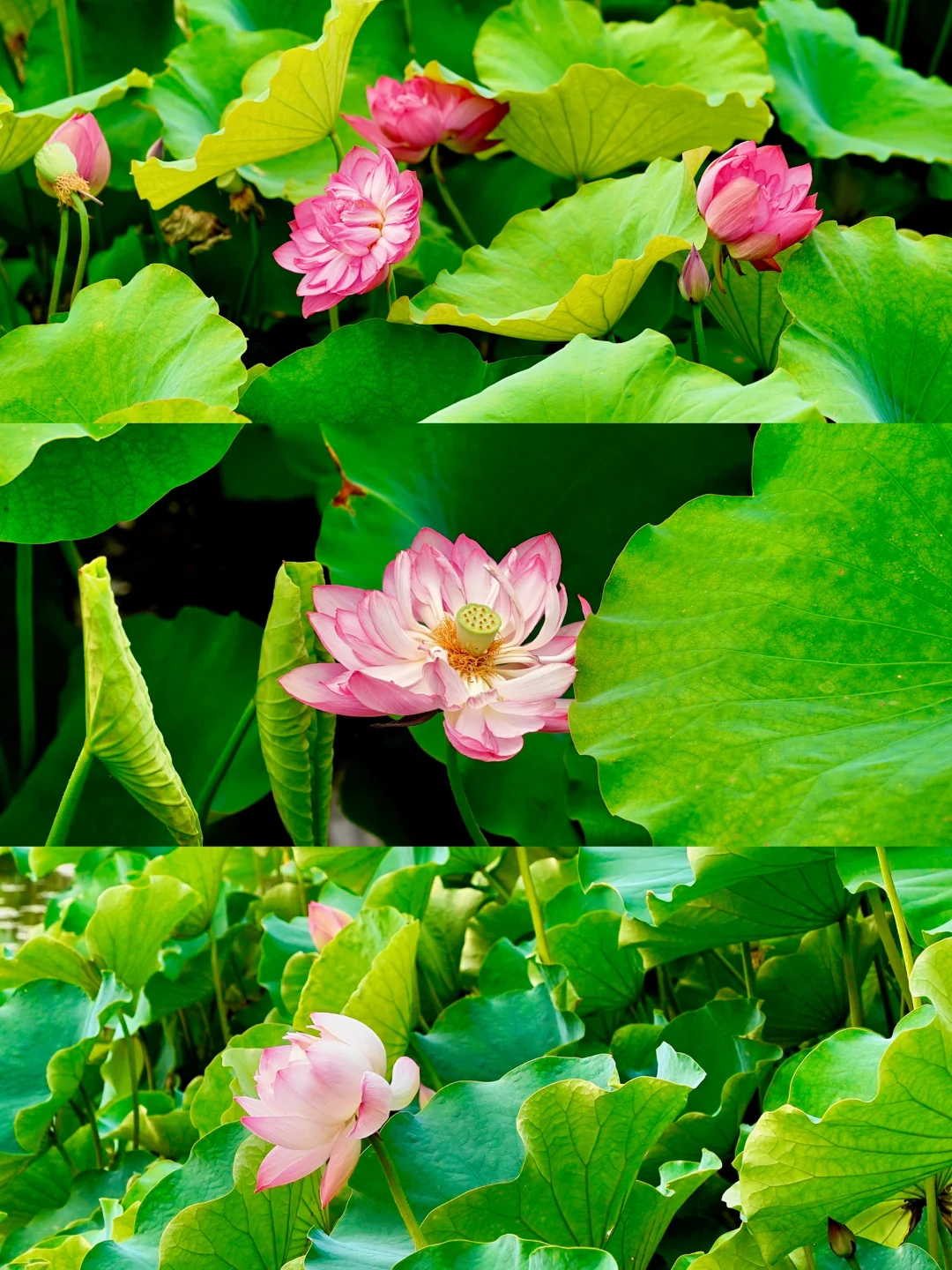 果然！成都漂亮的地方🪷都是免费的……