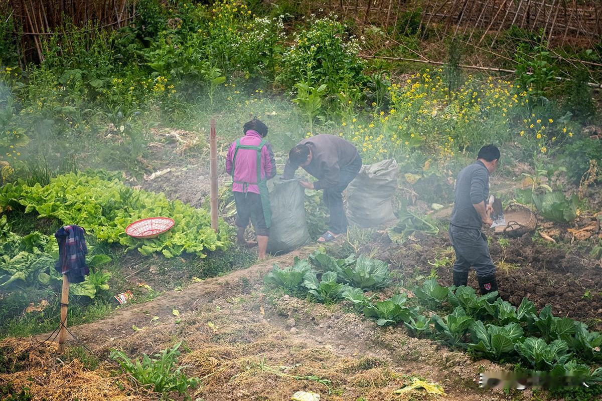 耕耘时光
       绿意盎然的菜园中，身影忙碌。弯腰采摘，俯身装袋，挥锄翻土
