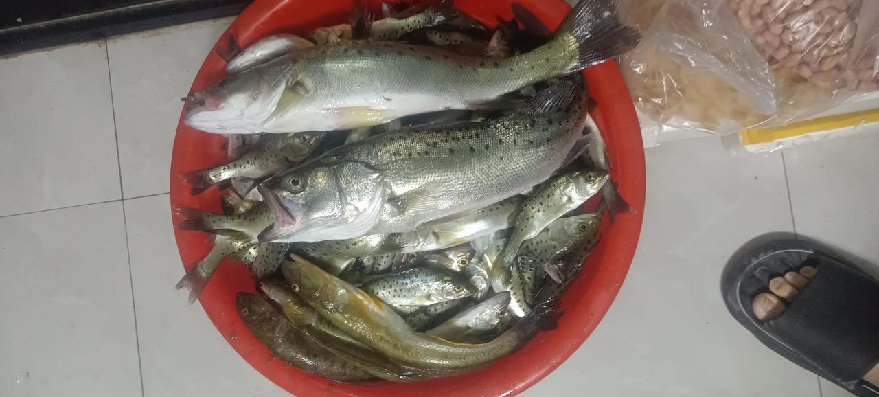 刚从河边钓上来的一盆鲫鱼，直接拎回家当晚饭，这快乐谁懂啊。
算下来快半年没吃过自
