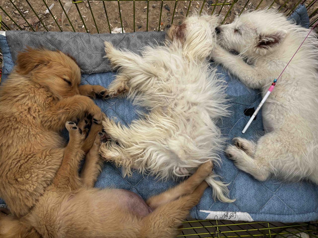 还有那毛茸茸的小奶狗，蜷在笼子里打哈欠，眼睛湿漉漉的，看一眼心都化了。不少家长带