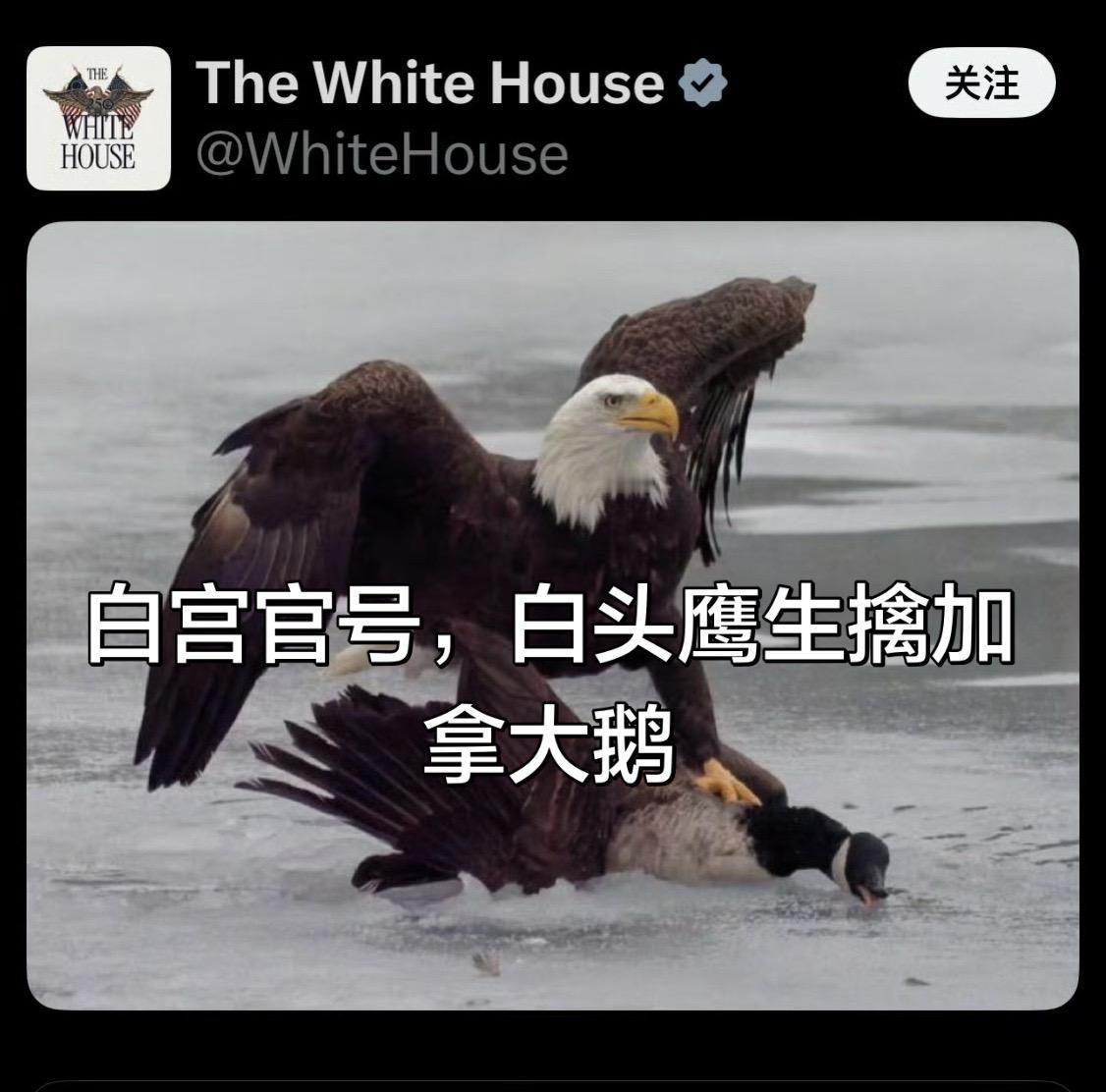 白宫官号发布图片，美国鹰生擒加拿大鹅。特朗普这届的白宫真是整活最多的，这两天加拿