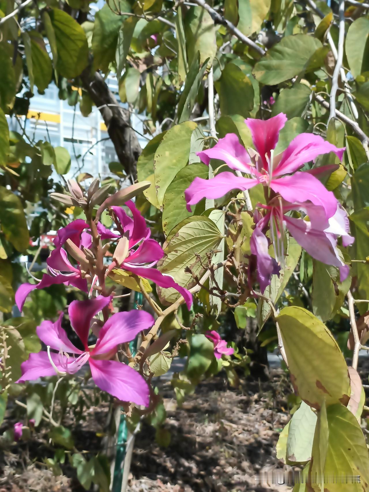 今年冬天的不同今天最高27度