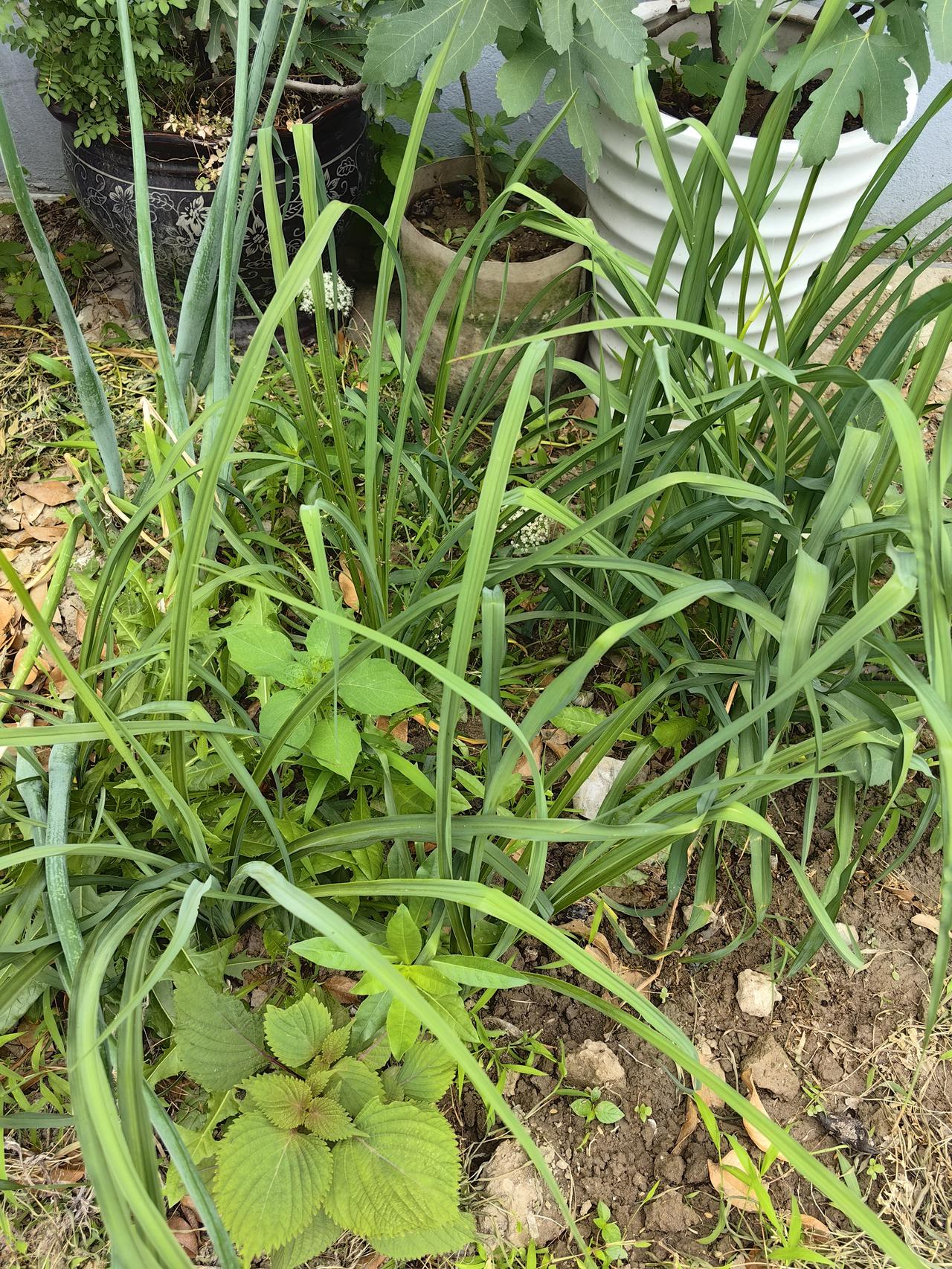 考考你的眼力！这一片青草中至少有4样蔬果。长得高的是两种，一种是洋葱，一种估计很