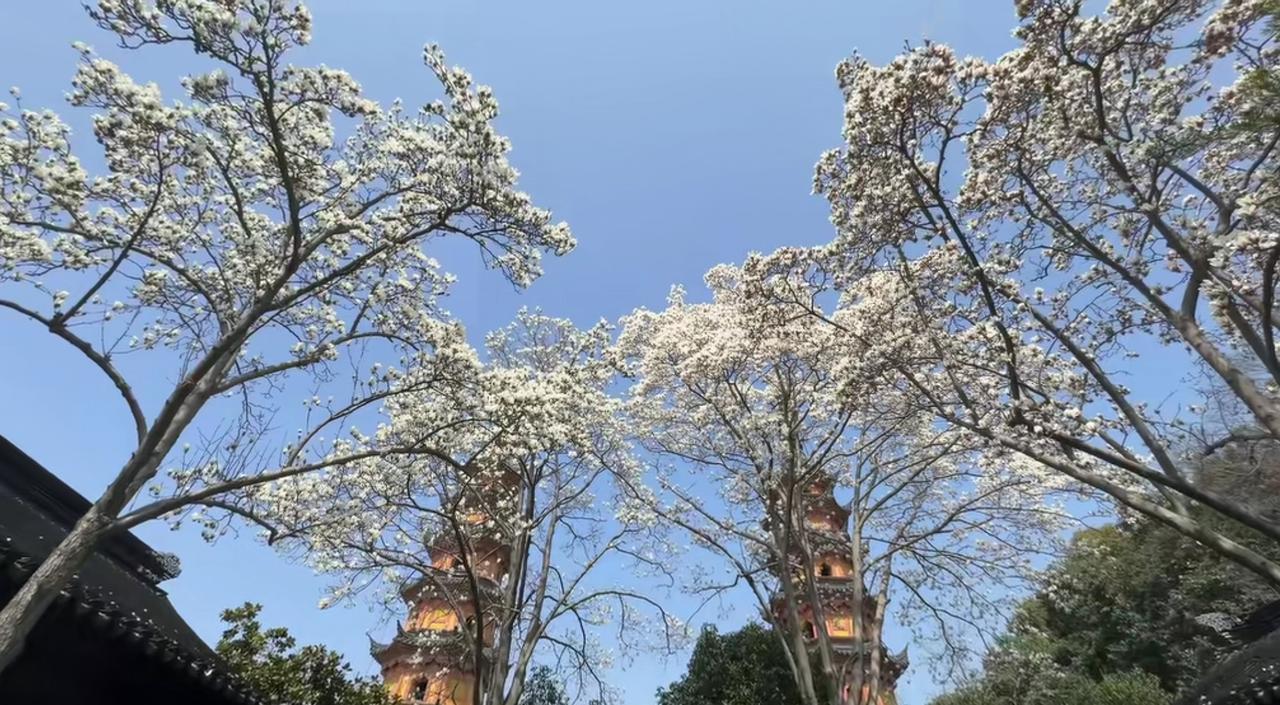 这种景，属于苏州独有的美!
是不是感觉玉兰花很美?