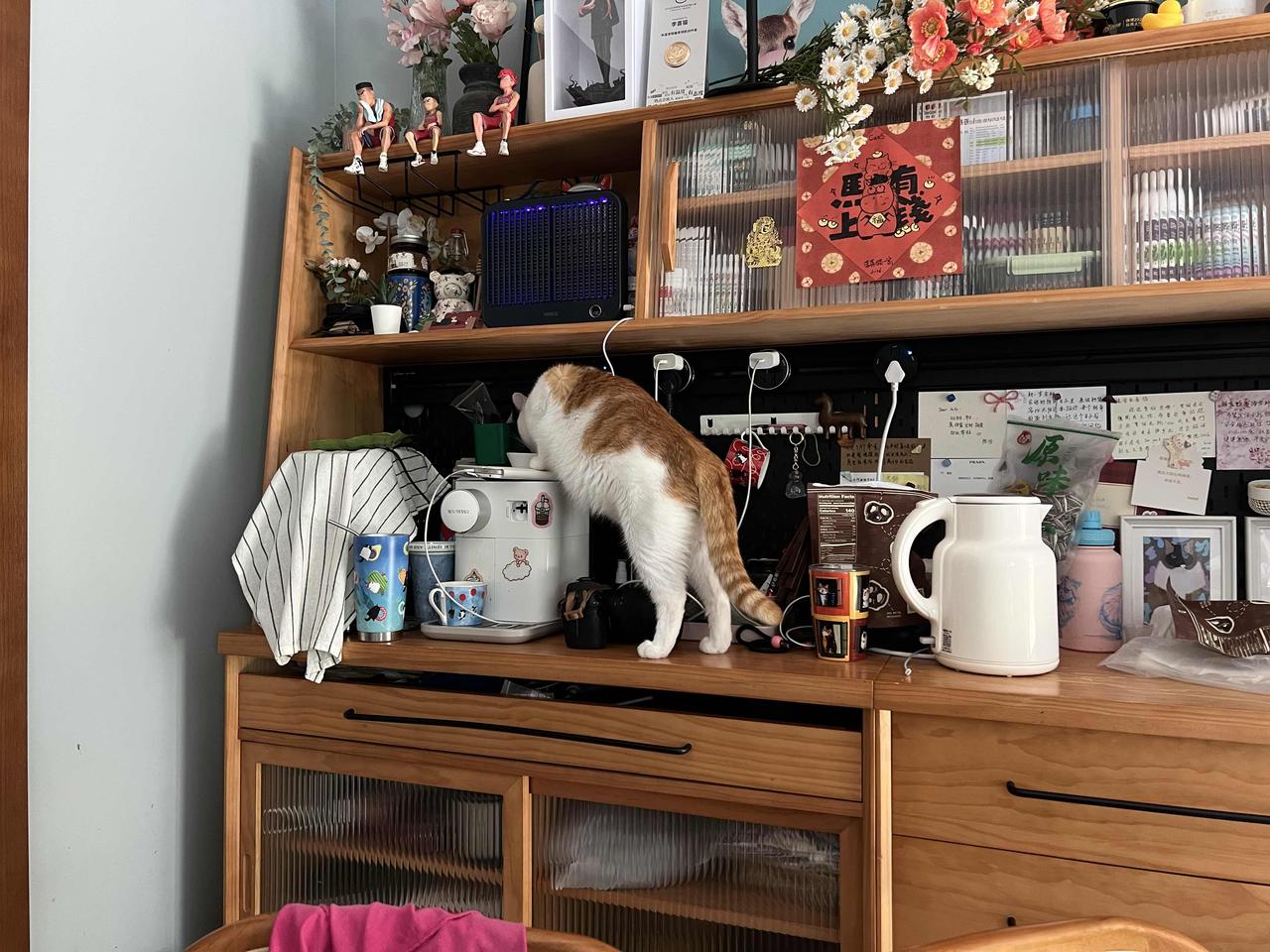 干饭猫和盯梢猫[大笑]