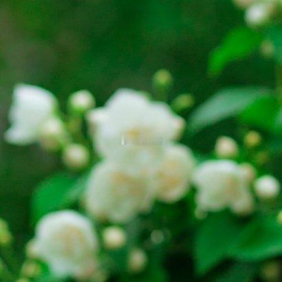 荼蘼花 栽培要点荼蘼花（学名悬钩子蔷薇或重瓣空心泡）属蔷薇科落叶或半常绿蔓生灌木
