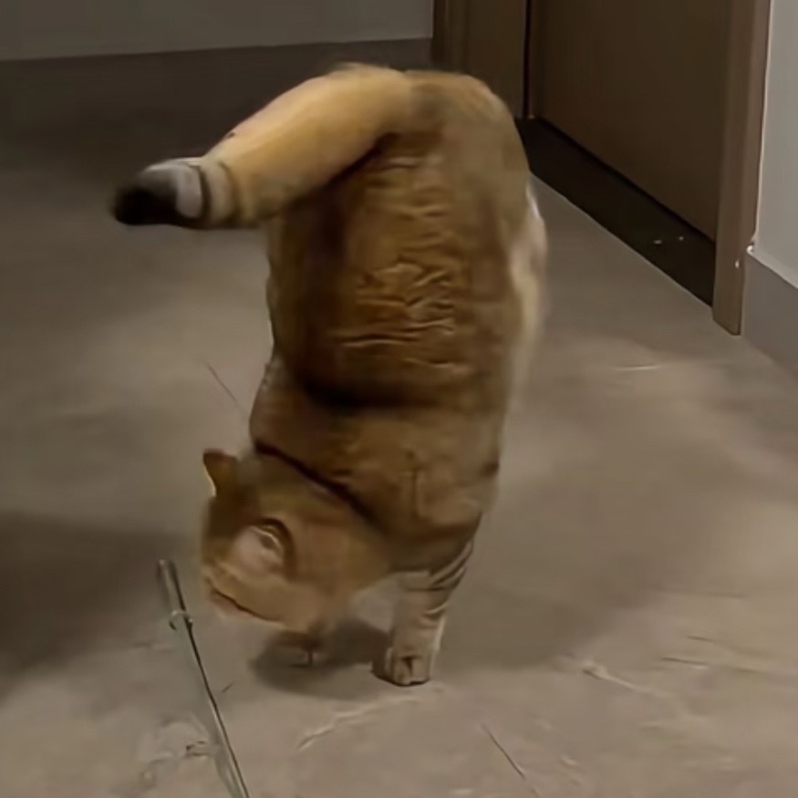我家猫会翻跟头（非AI生成） 