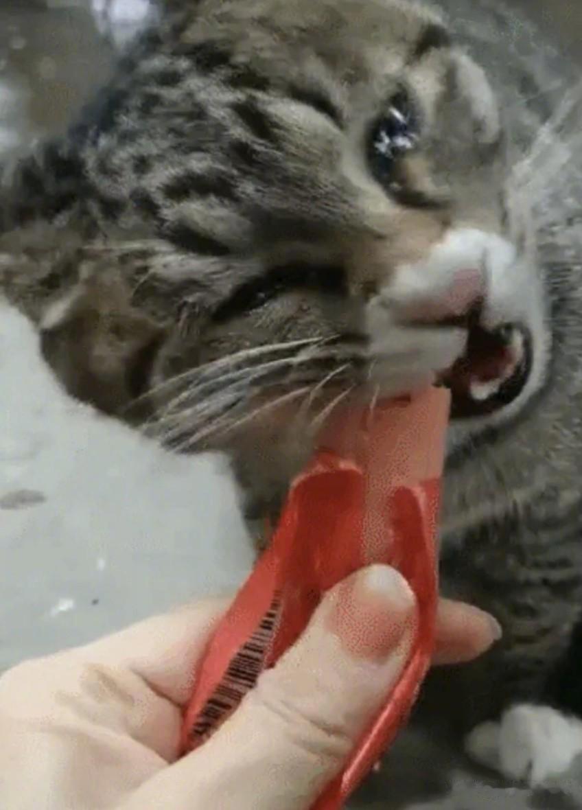 【给流浪猫吃了一根火腿，猫咪瞬间泪奔：好幸福啊，谢谢你！】网友在路上遇到了一只流