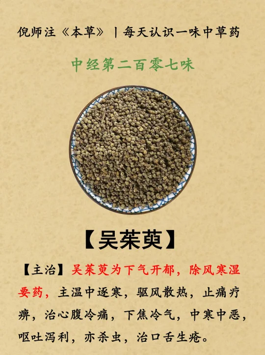 下气开郁，除风寒湿丨中经第207-吴茱萸
