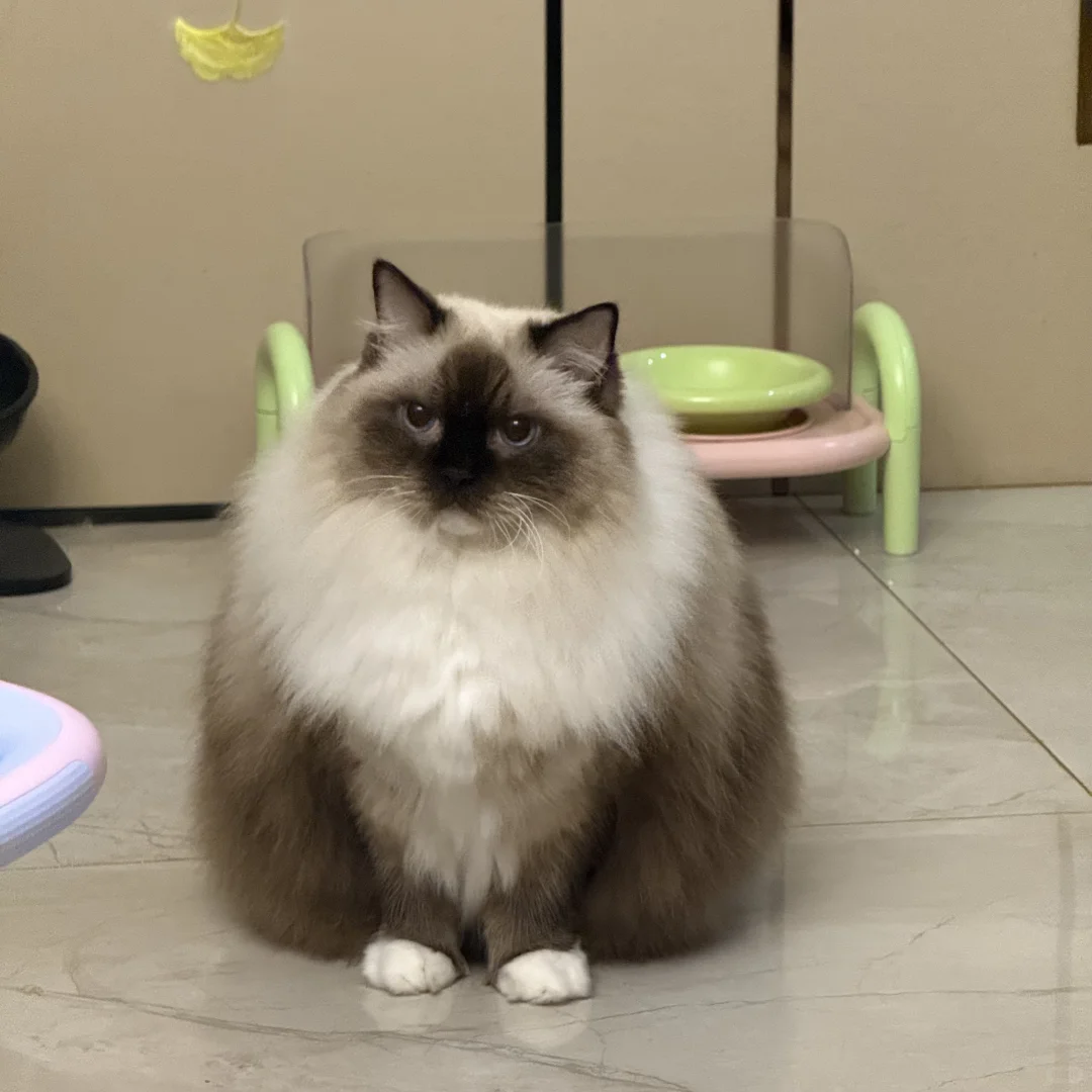早晚两只猫