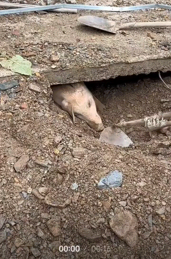 万万没有想到，陕西一地突发泥石流，导致一小伙家的两头猪被埋在猪圈里面，期间一头猪
