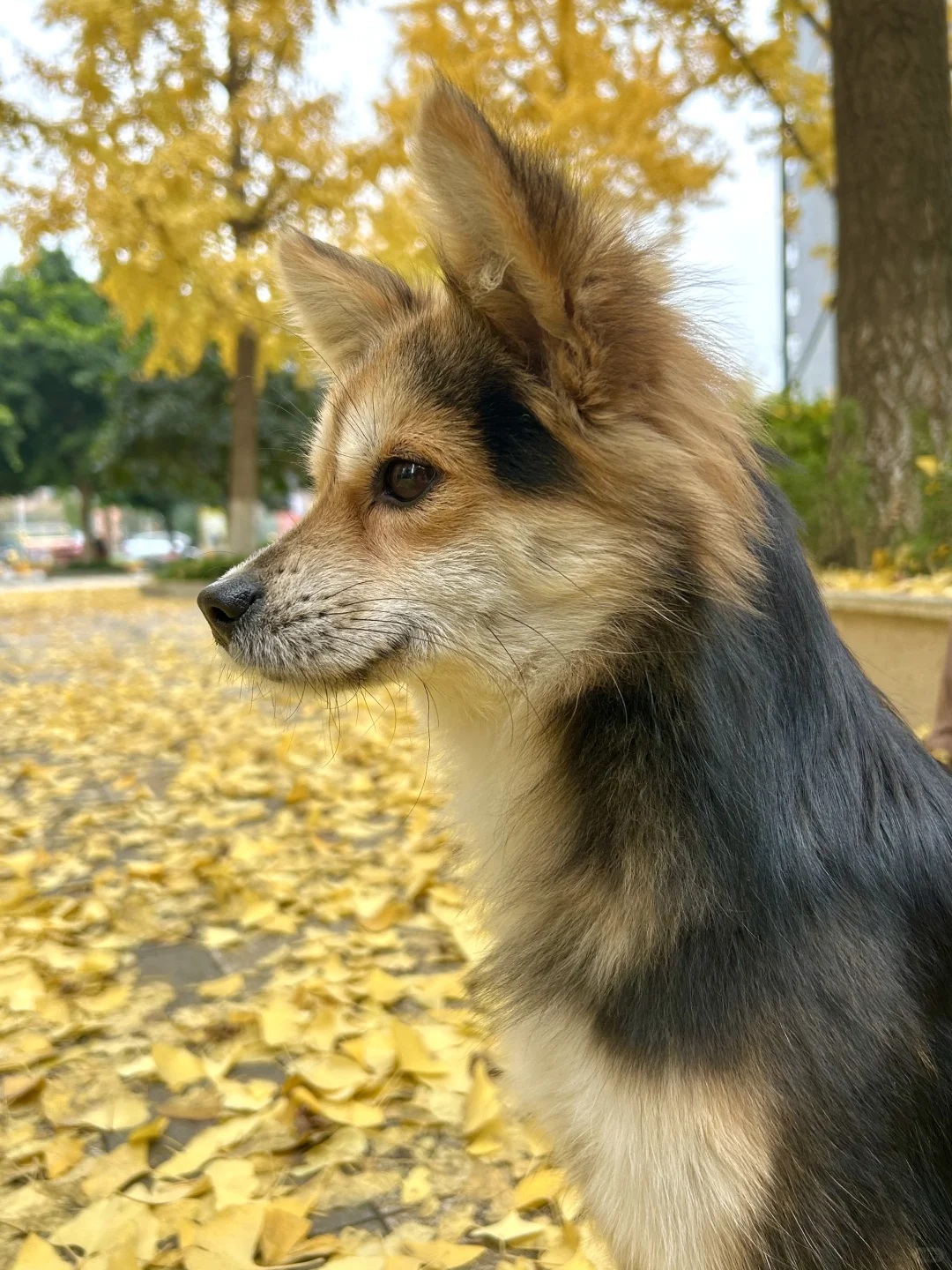 吃软饭吃猫饭就是不吃自家饭的狐狸狗