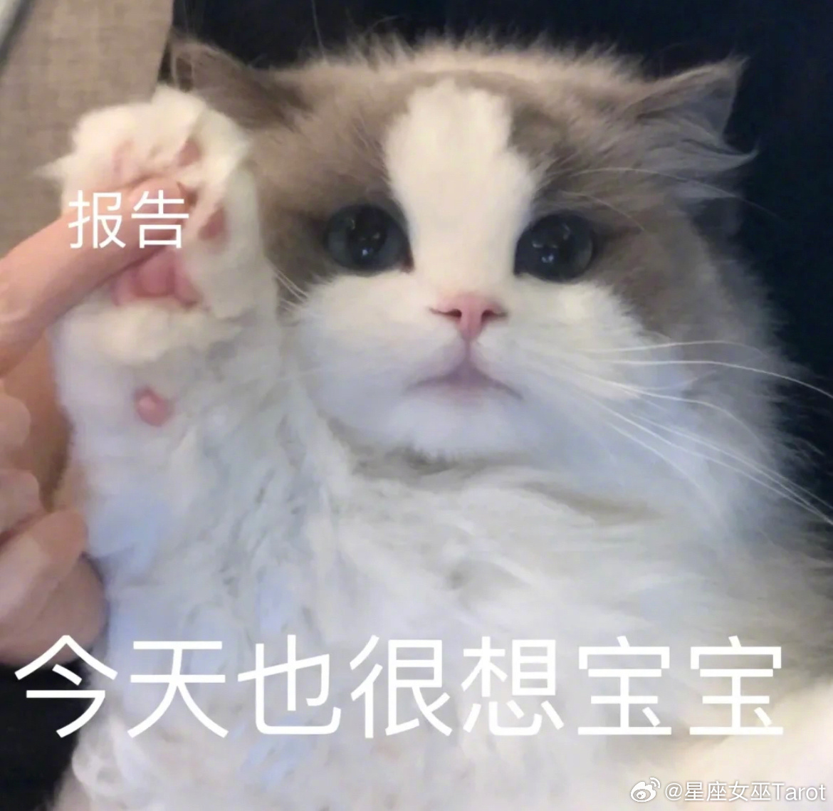 十二星座最会画大饼排行榜：第一名狮子座：承诺张口就来，气势先到位第二名射手座：下