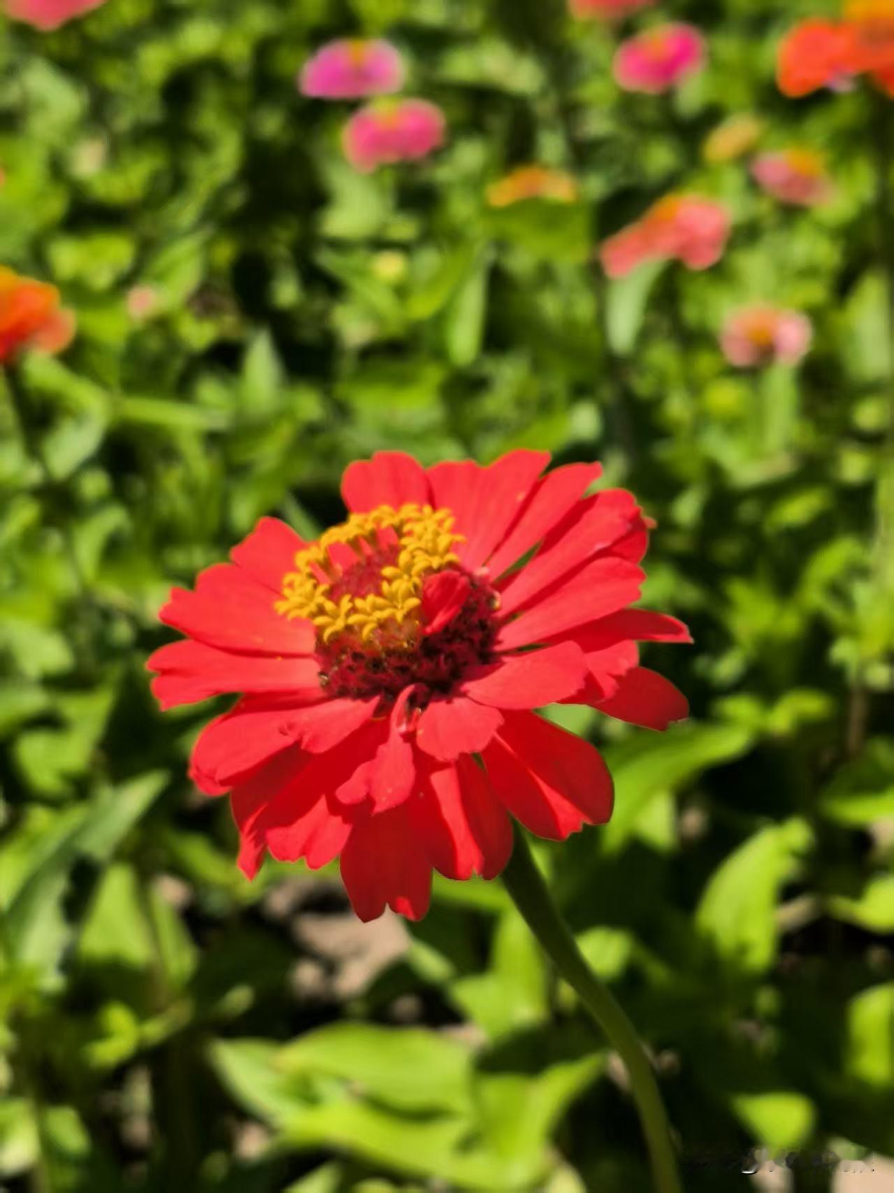 空港七彩花田的百日菊，多彩多姿，大片的各色百日菊向阳盛开，美不胜收。
大片百日菊