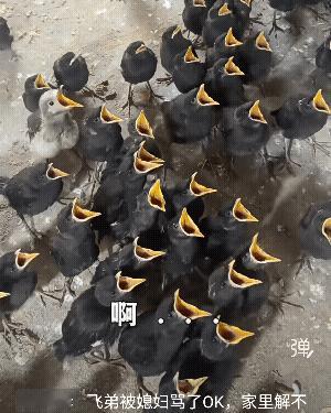 这个合唱团里  有几个是滥竽充数啊!