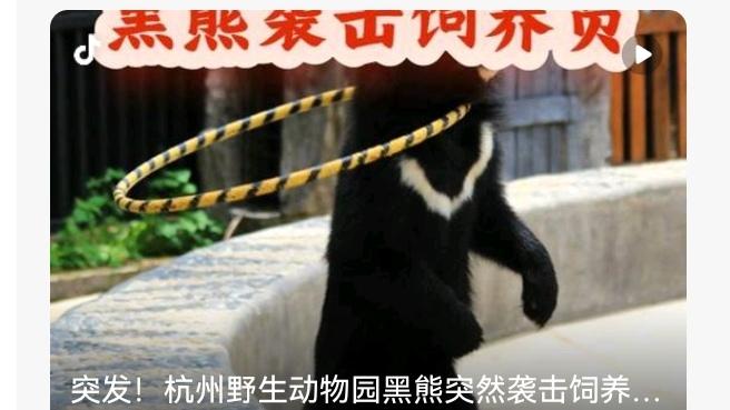 惊险一幕！动物园黑熊突然扑向饲养员，万幸全程无伤亡
 
动物园突发惊魂瞬间！某动