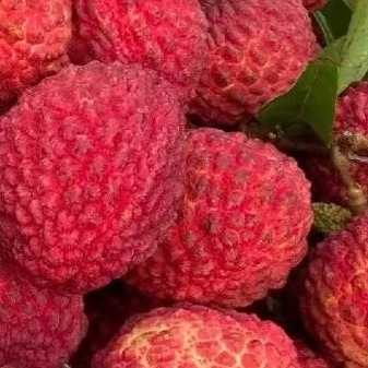 荔枝的种植方法一、场地与品种选择荔枝是热带、亚热带果树，喜欢温暖湿润的气候。要选