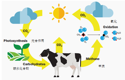 牛：移动的天然气罐牛的消化道会产生大量甲烷，原因在于图三中的这种菌（Methan
