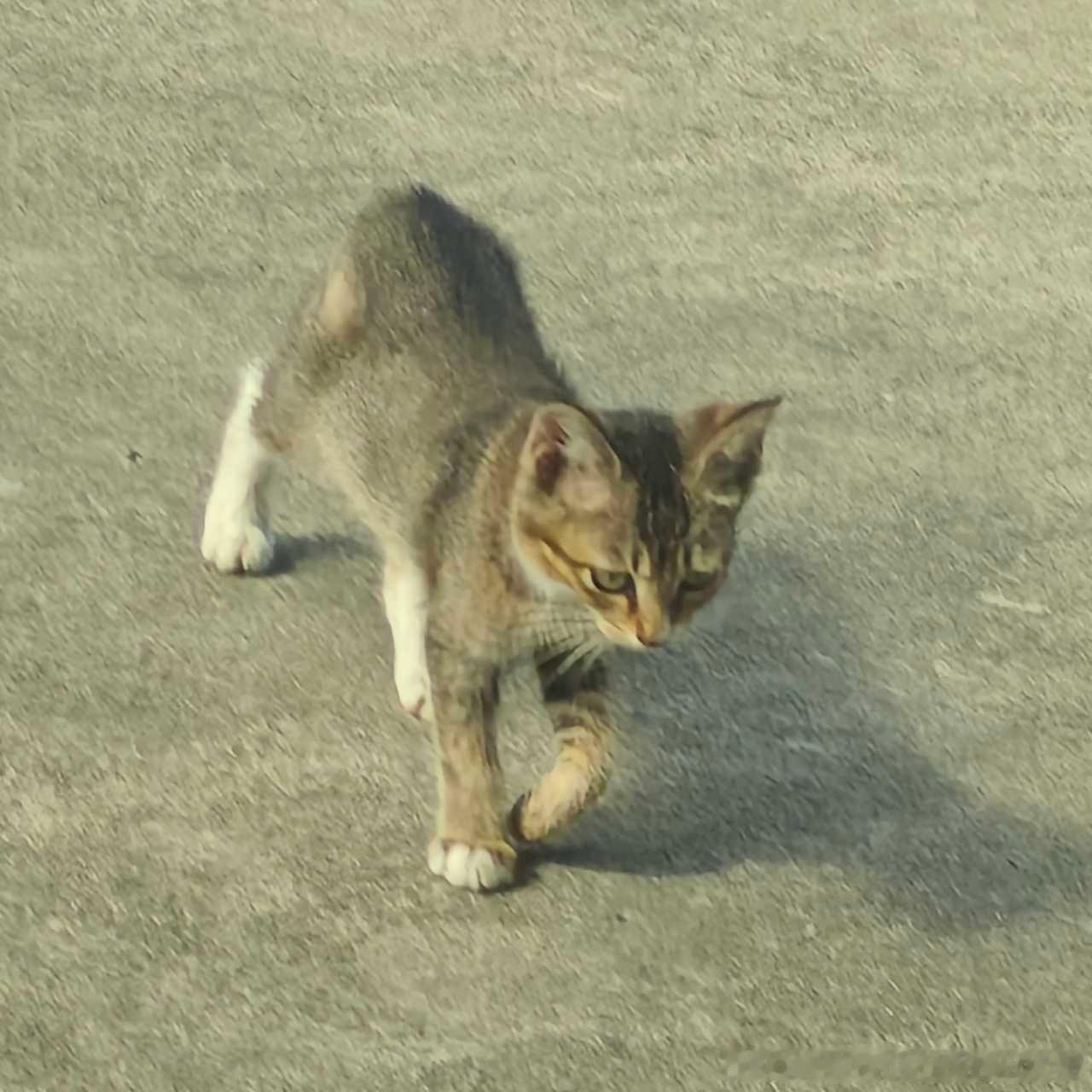 50768【南通启东吕四港镇猫咪找领养】南通领养 🐱猫咪领养 小猫情况：于8月