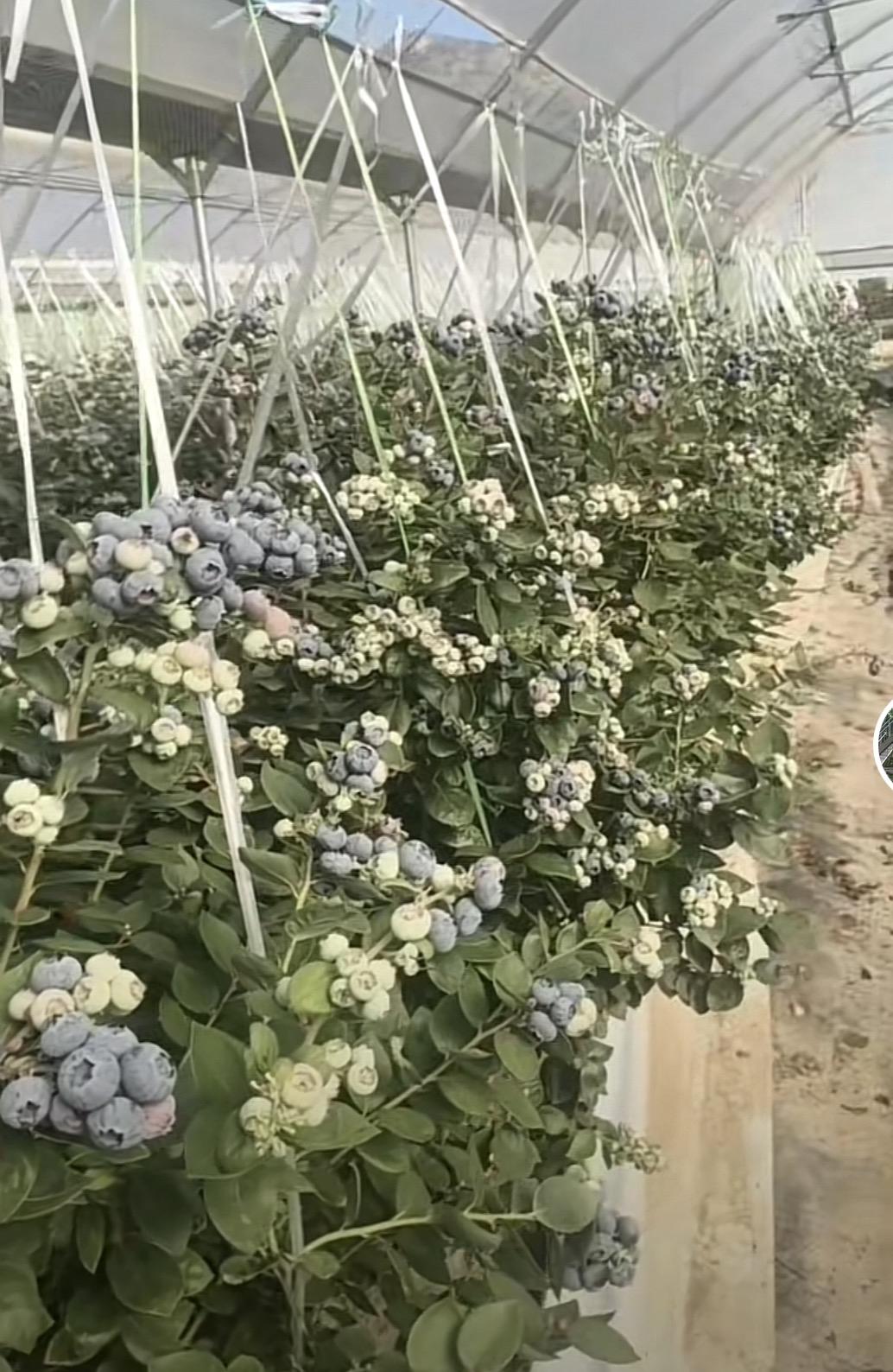摘蓝莓，每小时16-18元、每天工作8-10小时，每天大概可以挣100-200元