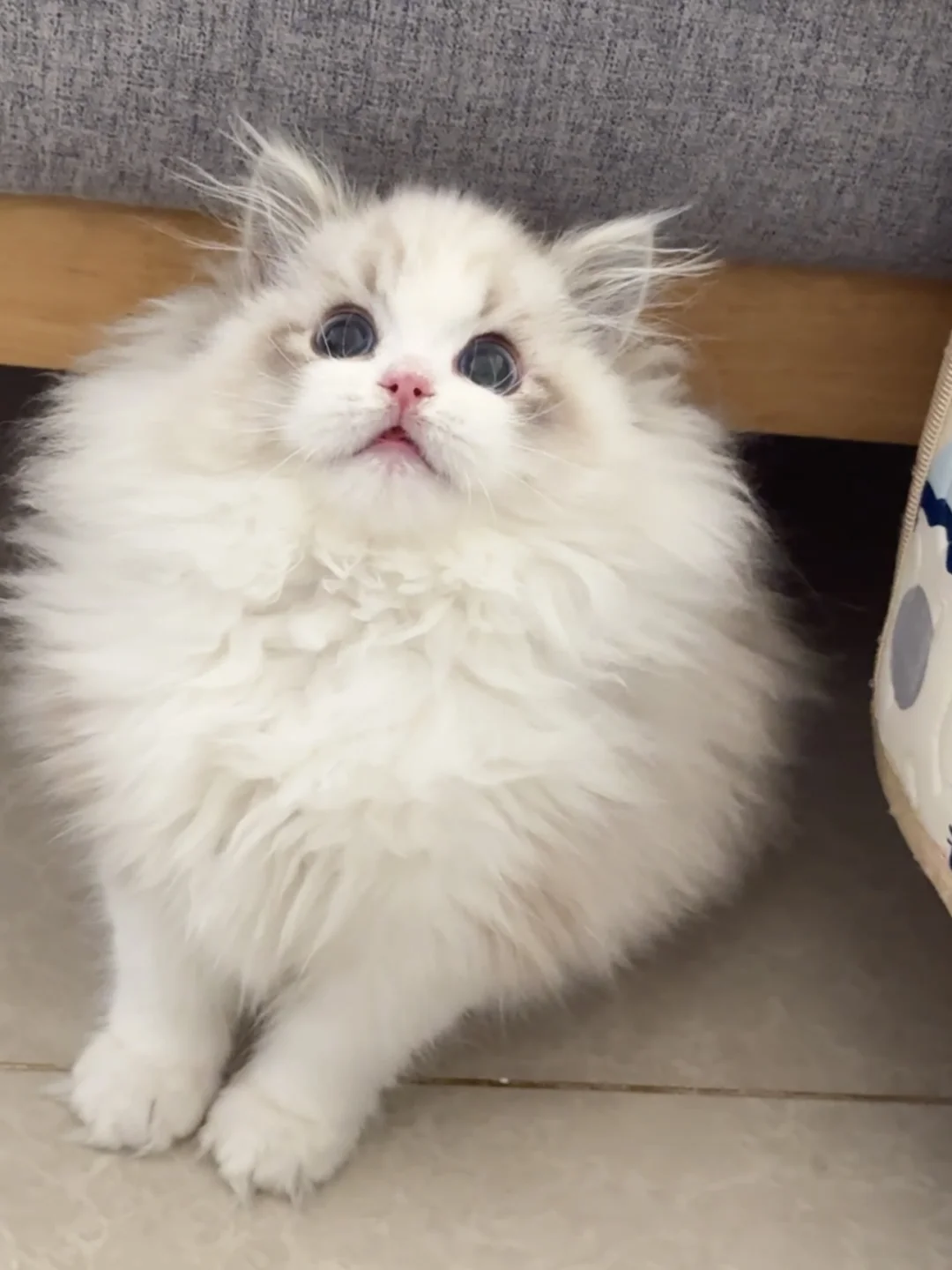 这以后得迷倒多少多少小公猫呀