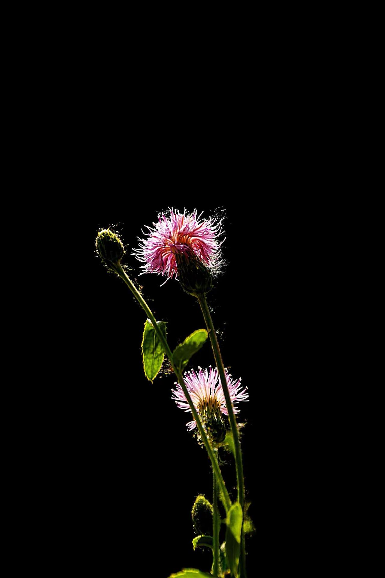 目之所及皆是美好！花与黑背景