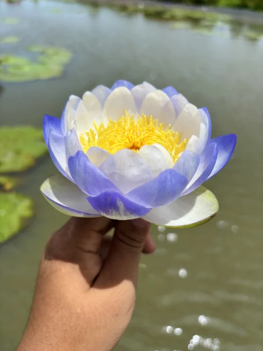 很纯蓝色的澳洲睡莲手机还原不出来她的美貌