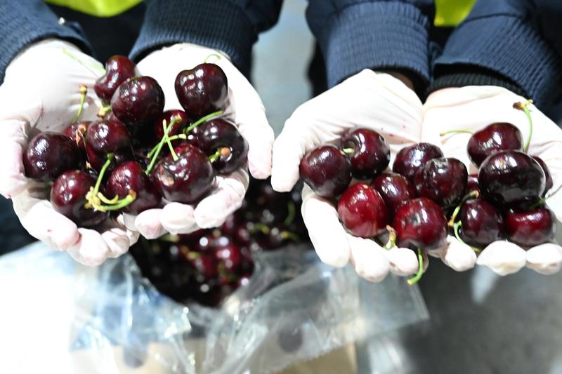 12月6日，伴随汽笛鸣响，一艘装载约370柜、近8000吨智利车厘子的“车厘子快