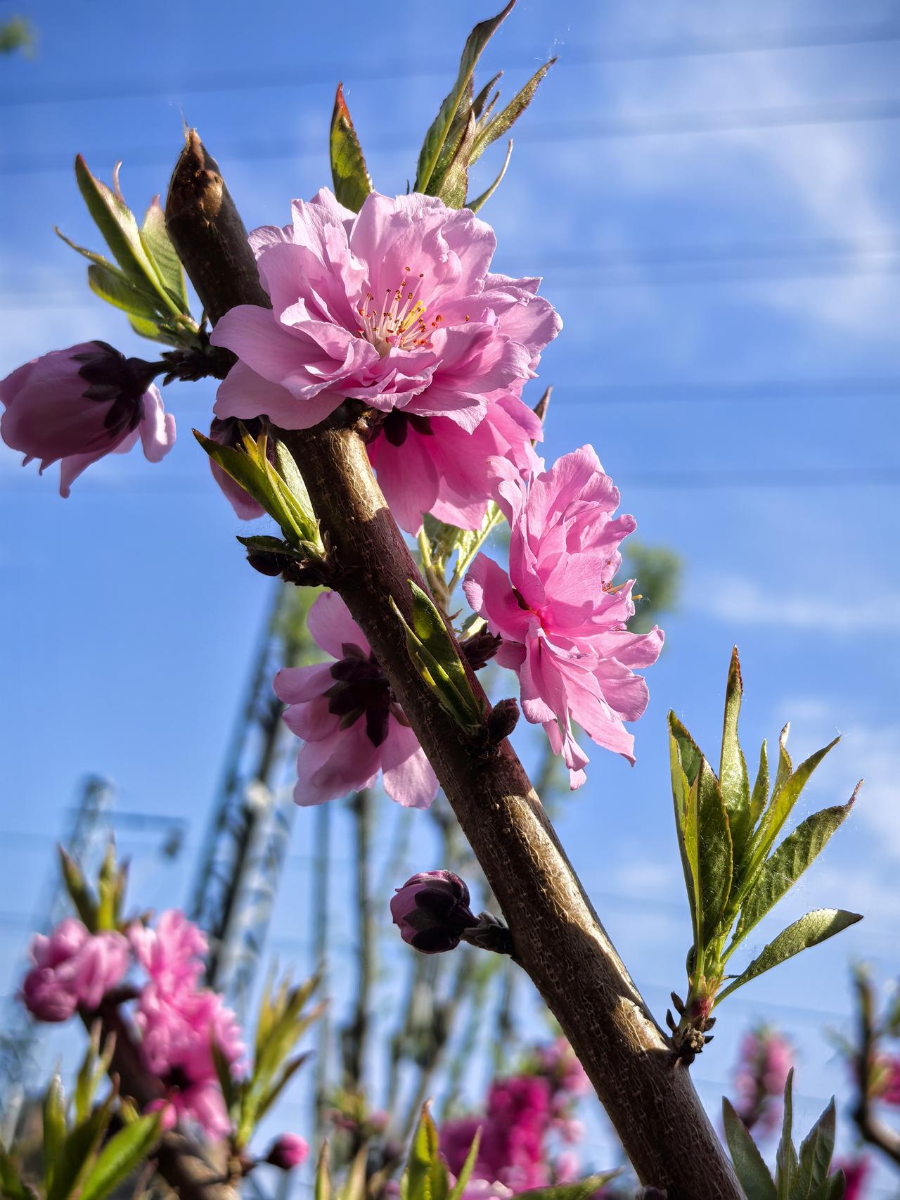 From a sprout to a towering giant, a tre