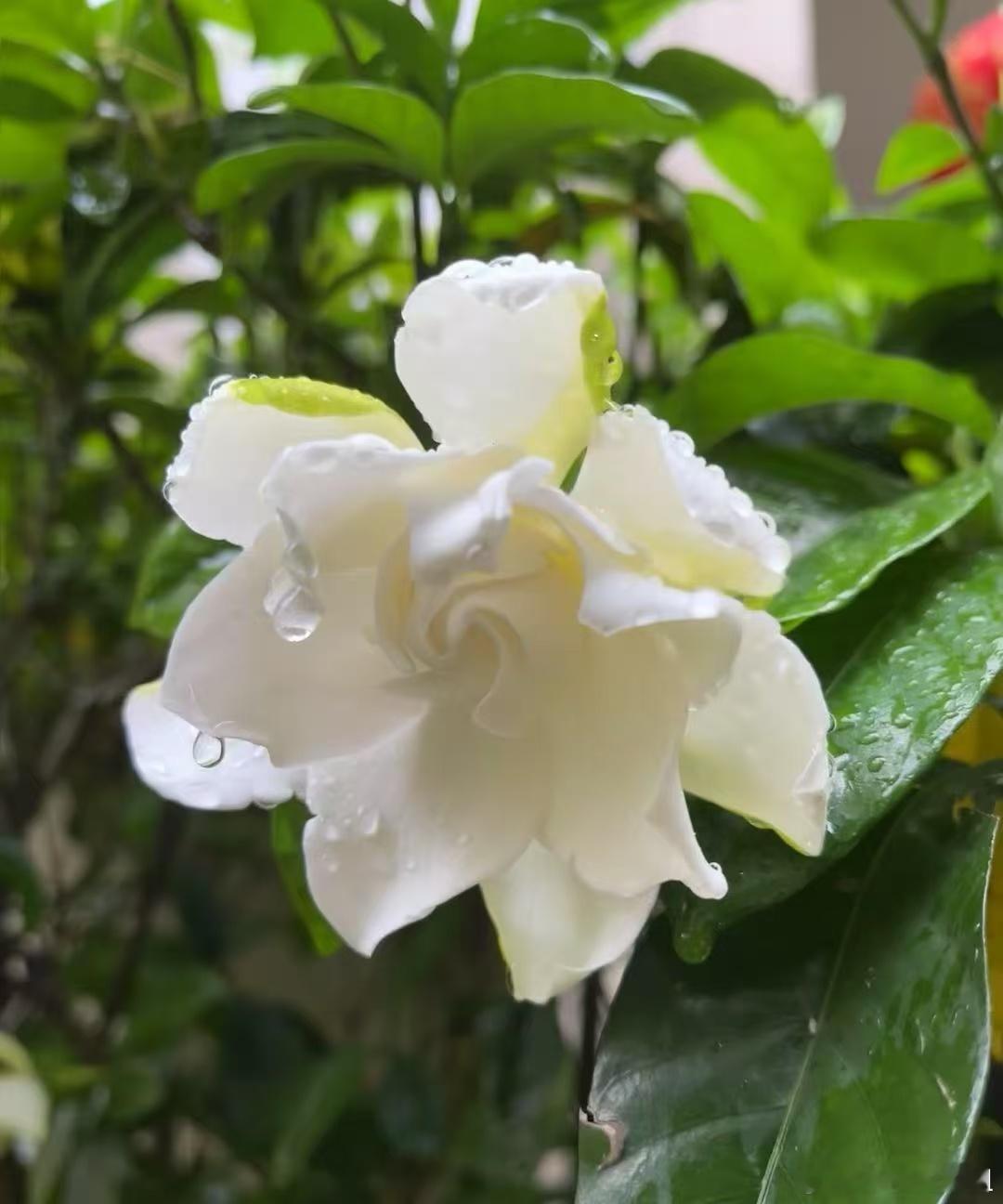 雨后的栀子花，又仙又香！ ​​​