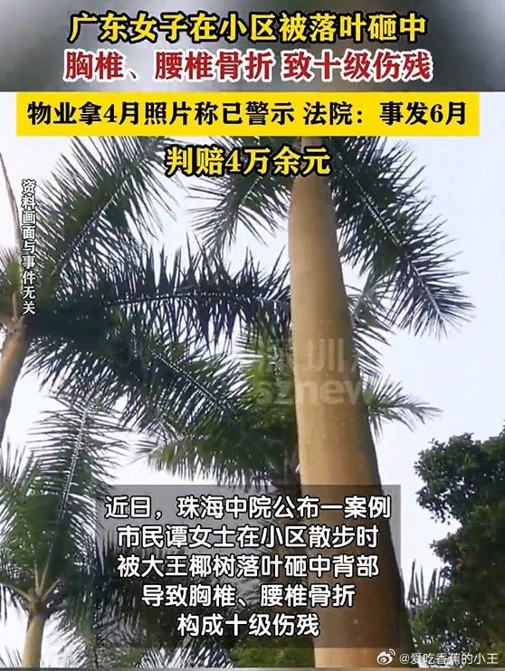 女子散步被落叶砸成十级伤残万万没想到散步被树叶砸到十级伤残！大王椰枯叶杀伤力太恐