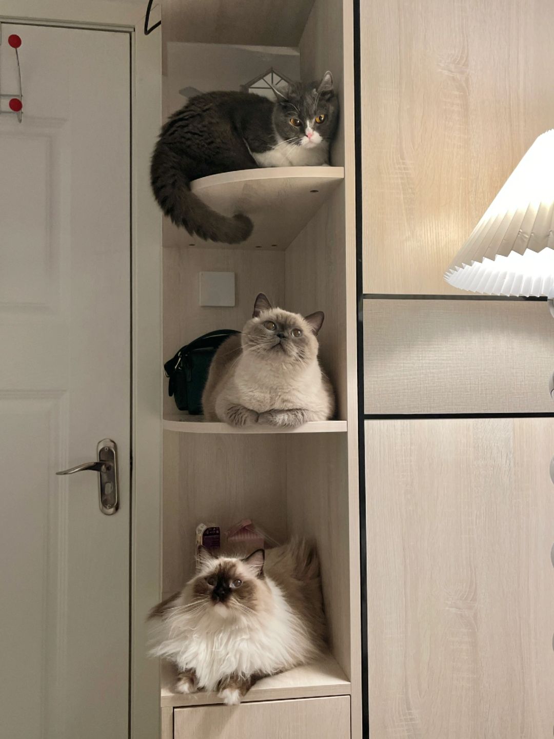 柜子找到了正确用法