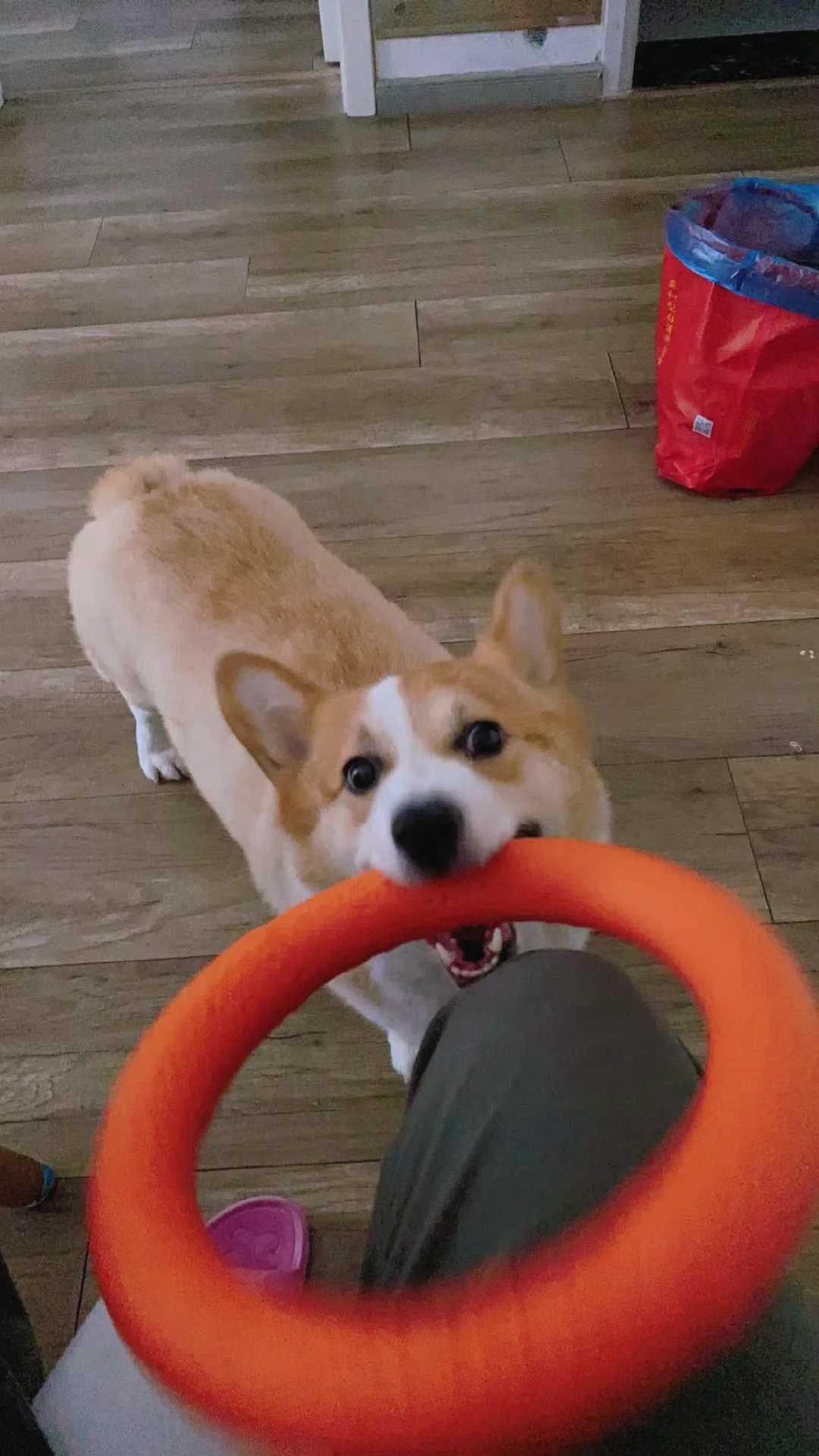 屁屁邀请您加入游戏环节