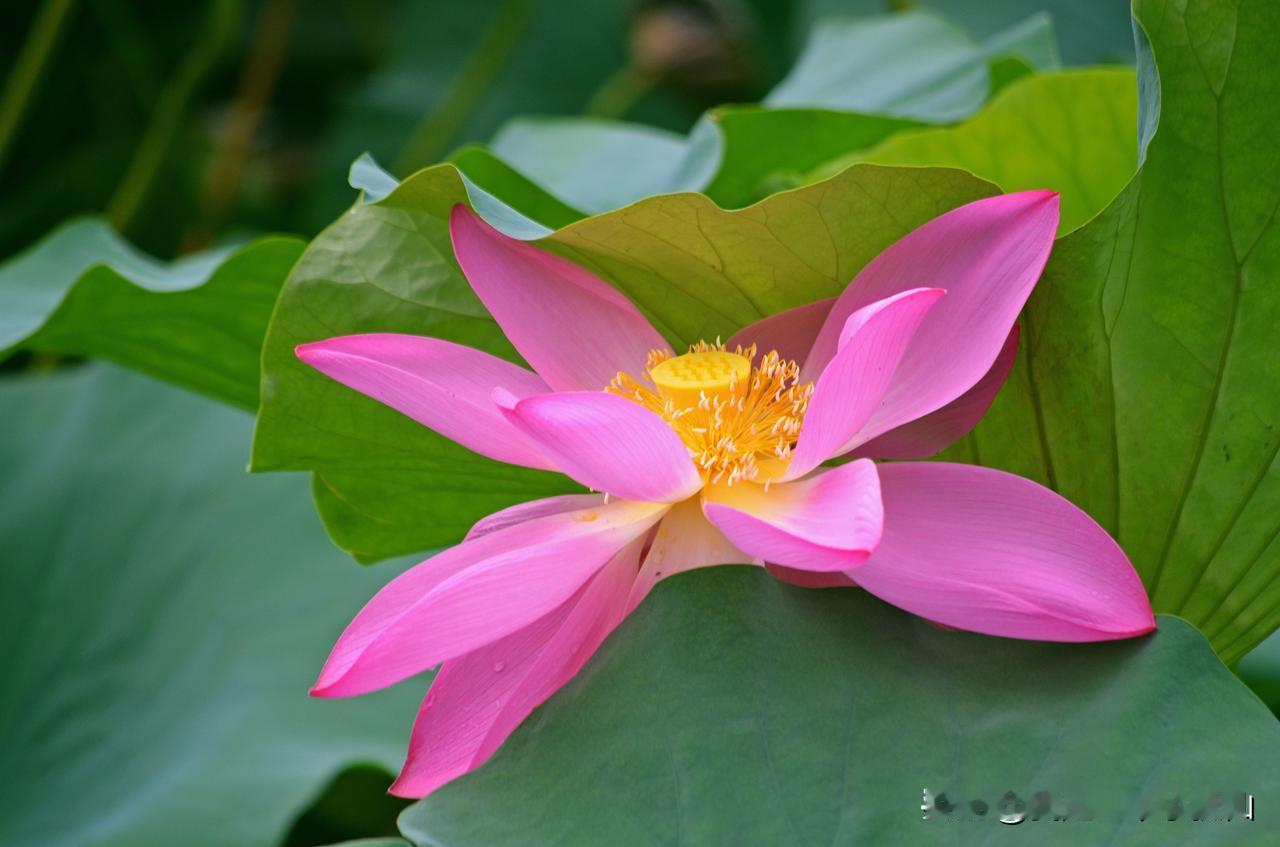 #手机摄影#
手机也能拍相片，很多人和我当初一样对手机摄影有一定的误解，总觉得这