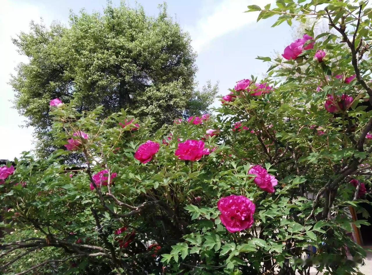 庭院深深草木荣，良田半亩豆花琼。
何须闹市争名利，自在清闲伴此生。
#诗词美文#